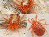 Erythracarus parietinus